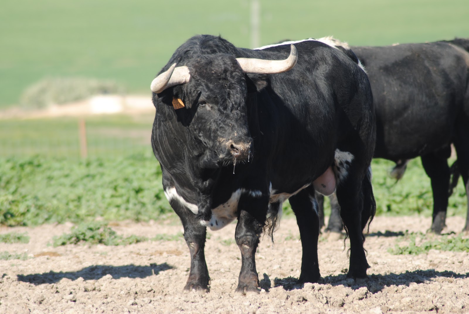 D. José Benítez Cubero